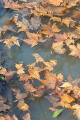 Autumn maple leaves in the water. A pool of water of autumn maple leaves