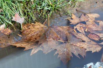 Autumn maple leaves in the water. A pool of water of autumn maple leaves