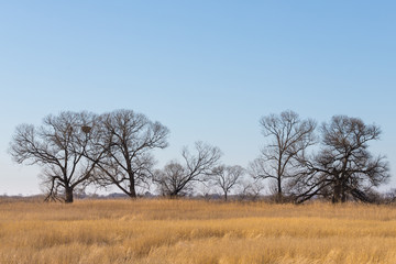 Yellow dry grass in winter with bare trees without leaves. Calm serene landscape.