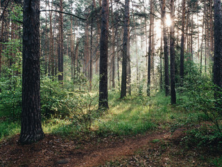 Morning forest during a early walk at summer time. Light and shadow in city park at morning time
