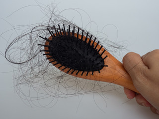 Hair falling out is on the brush with the white background. The causes of hair loss in men or women include oily scalp, hormonal imbalance, thyroid disease, genetic, and stressful events.