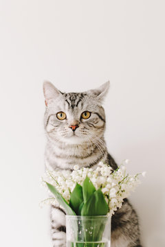 Home pet cute kitten. A funny cat in flowers. Cat Portrait. Cute cat indoor shooting.  Cozy Flatlay of female blogger.