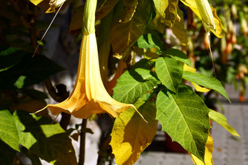 Angel's trumpet