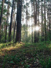 Morning forest during a early walk at summer time. Light and shadow in city park at morning time
