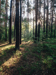 Morning forest during a early walk at summer time. Light and shadow in city park at morning time