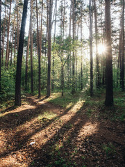 Morning forest during a early walk at summer time. Light and shadow in city park at morning time