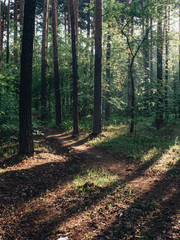 Fototapeta premium Morning forest during a early walk at summer time. Light and shadow in city park at morning time