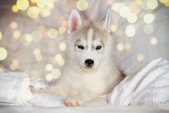 Siberian Husky puppy on white