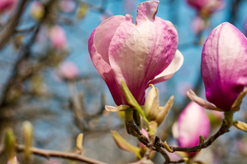 The first spring flowers of magnolia on a tree in a city park