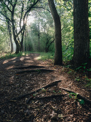 Morning forest during a early walk at summer time. Light and shadow in city park at morning time