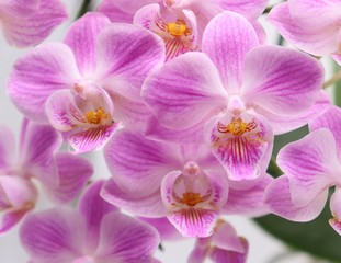 closeup of pink orchid in full frame