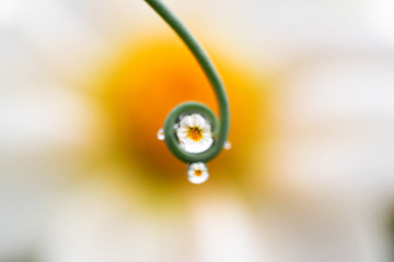 Drops of water on a green leaf of a plant. Drops reflect a white flower, which is in the...