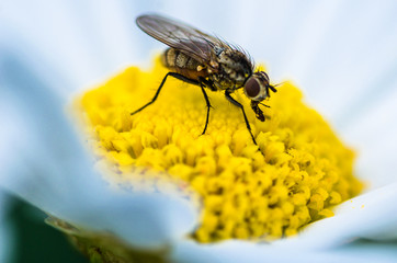 Female honey bee collecting nectar on a flower - isolated white background