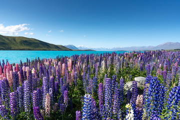 Lupins, New Zealand