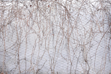 the wall with the shadow of the branches