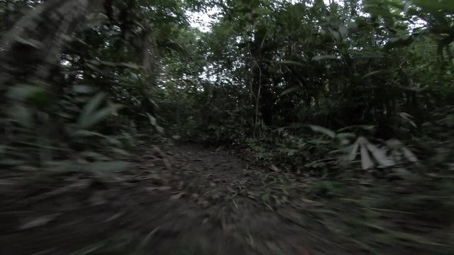 First person view of a mysterious creature running through the jungle