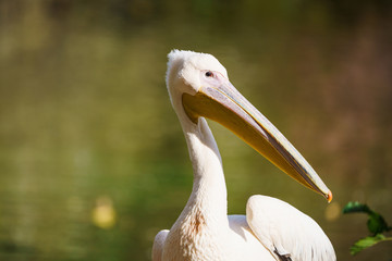 Closeup of a frilled pelican