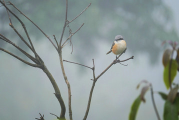 Chickadee on the wild mountain is very pretty.