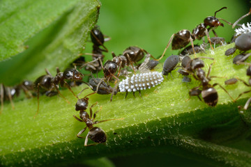 Larva of the ladybug which eats an aphis.