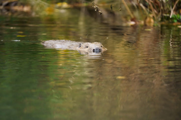 Closeup of a european beaver swimming on the surface of a river