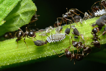 Larva of the ladybug which eats an aphis.