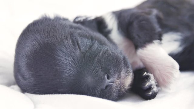 A newborn puppy sleeps on a white blanket