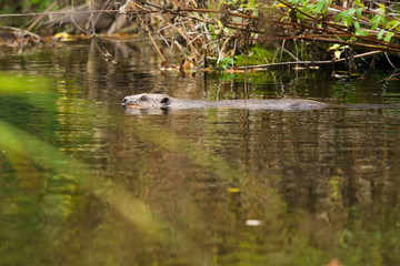 Closeup of a european beaver swimming on the surface of a river