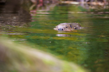 Closeup of a european beaver swimming on the surface of a river