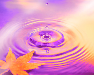 Naklejka na ściany i meble Dry marple leaf on water surface, close-up on the ripple rings from water drops. focus on the drops. Toned vibrant purple and orange natural Fall background