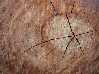 tree stump texture background.