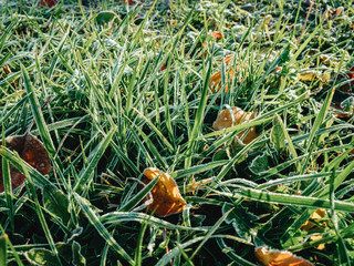 Frozen ground covered with leaves at aoutoumn time. Icy leaves and grass in garden ground