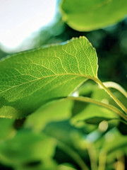 Leaves closeup view in sun light