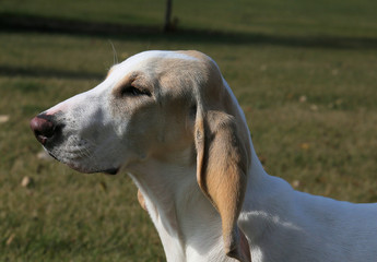 Close up side view of a Porcelaine Hound puppy's head