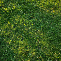 Top view of the grass field in the garden. Closeup view of a grass from the top at sunny summer morning