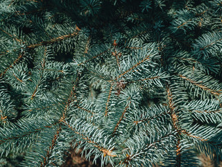 Naklejka na ściany i meble Fir branch on a pine tree. Closeup view of a firs in pine tree