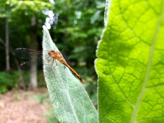 dragonfly on leaf