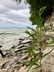tree on the beach