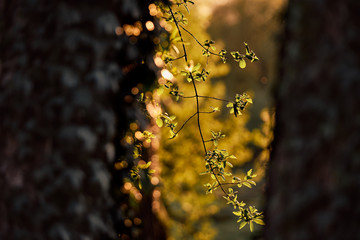 Evening vibes during sunset in a springtime garden in Nuremberg, Germany. The sun is going down behind the illuminated green leaves of a tree in warm light in April 2019