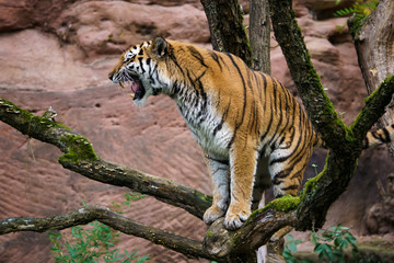 Closeup of a siberian tiger roaring in a tree