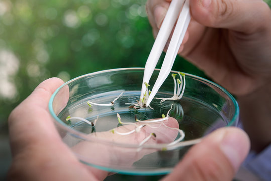 Plant selection and exploring new methods of plant breeding