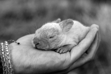baby rabbit newborn front bw