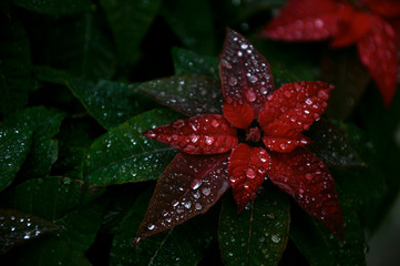 red poinsetia with dew drops