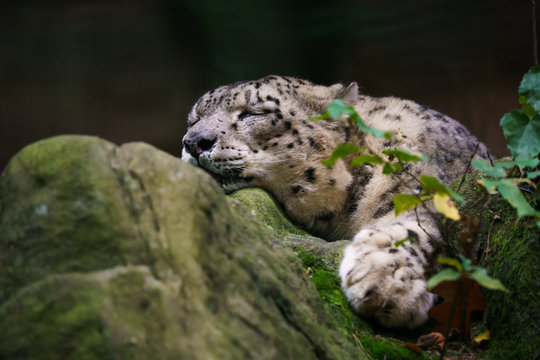 Closeup of a snow leopard sleeping on a rock