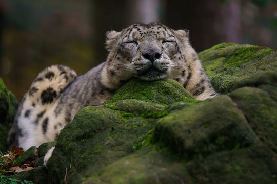 Closeup of a snow leopard sleeping on a rock