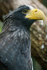Closeup portrait of a Steller's sea eagle