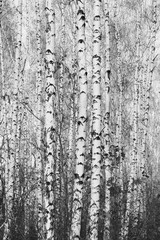Young birches with black and white birch bark in spring in birch grove