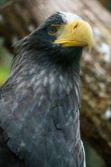 Closeup portrait of a Steller's sea eagle