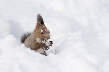 雪の中のエゾリス