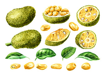 Ripe Jackfruit with leaf set. Hand drawn watercolor illustration, isolated on white background