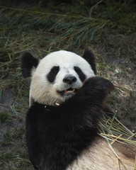 Fototapeta na wymiar Panda 2 